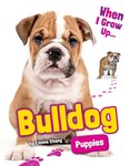 Bulldog Puppies